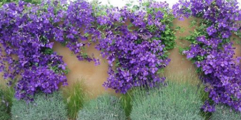 Как да използвате clematis в ландшафтен дизайн - с какво да ги комбинирате